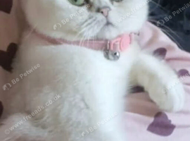 Silver tip british short
