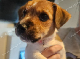 Jackrussel girl ready to leave last of the litter