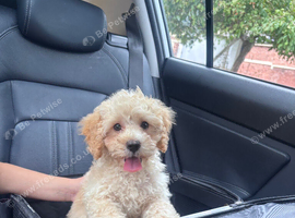 Last 2 boys remaining beautiful cavapoo pups
