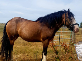 Lilly 14.2 cob mare