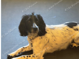Simba 1 year old Male cocker Spaniel