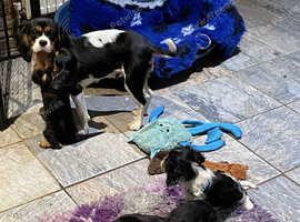 Cavalier King Charles puppies