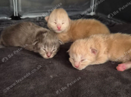 Maine coon pedigree kittens