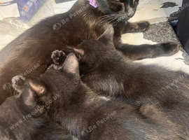 We have 3 beautiful kittens ready