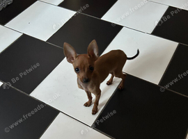 MINI XXS PINTCHER