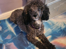 2 years old girl miniature poodle