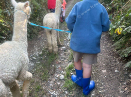 4 Alpaca halter trained males