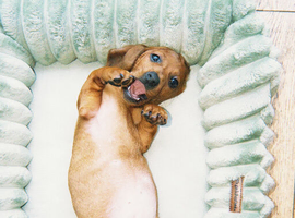 Miniature Dachshund
