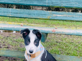 Beautiful boy pup
