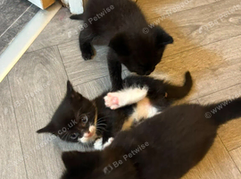 5 Lovely kittens