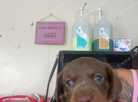 Miniature dachshunds