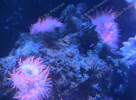 Pair of white&black clownfish, all corrals and life rocks
