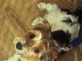 COOKIE &ndash; a Charming Little Y.T. Gentleman
