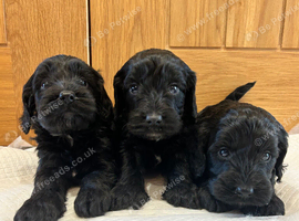 F1 Cockapoo puppies
