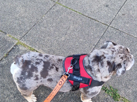 English bulldog girl