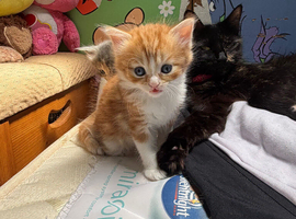 Beautiful kittens for sale