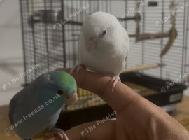 Handreared parrotlet pair