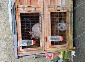 2 adults rabbits male and female