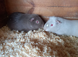 Baby Guinea pigs for sale