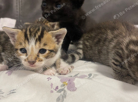 Half bengal half maincoone kittens