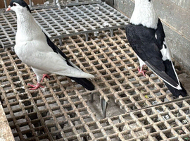AFGHAN PIGEONS