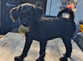 Miniature poodle cross chihuahua