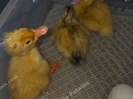 Day old ducklings ready now