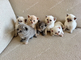 FULL PEDIGREE BRITISH SHORTHAIR KITTENS IN THE COTSWOLDS Champion Bloodline