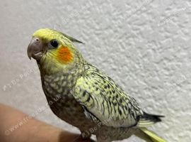 Maggie