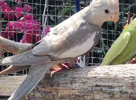 Cockatiels for sale