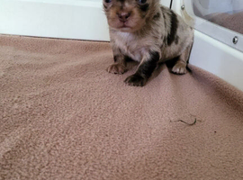 Apple head Chihuahua puppies long haired