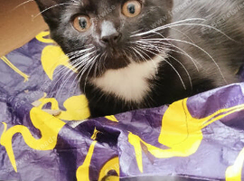 Tuxedo Kittens