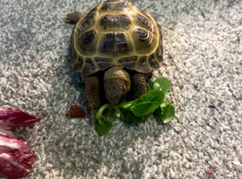Beautiful horse field tortoise for sale and enclosure