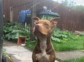 American bully