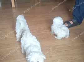 Adorable Maltese Puppies Ready for Loving Homes ️