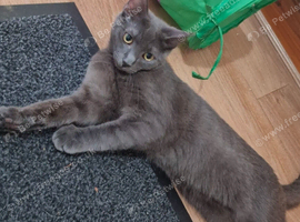 Stunning Russian Blue Female Kitten