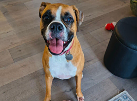 17 wk boxer bitch