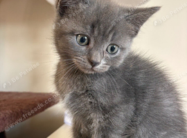 Kittens for sale