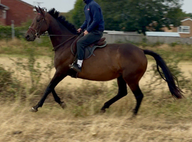 15hh 4 year old mare