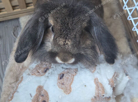 2 year old male lop looking for new home