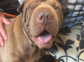 Rehoming my shar pei