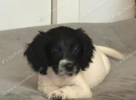 UPDATE ! Last boy cocker spaniel puppies for sale