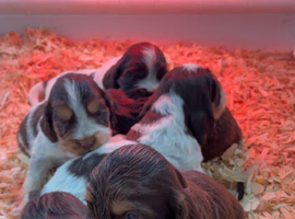 Beautiful show type cocker spaniels