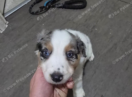 Beautiful border collie male pups
