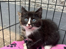 3 kittens for sale