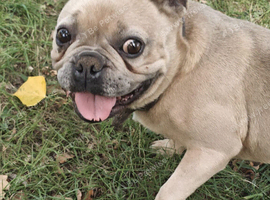 Stunning Lilac French Bulldog girl