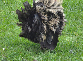 Cockerel