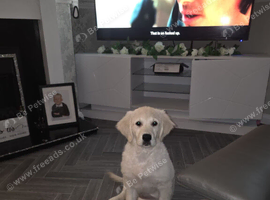 Golden retriever girl KC