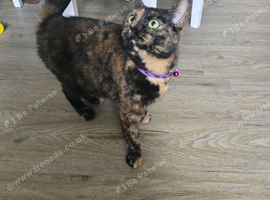 3 year old female for rehomeing