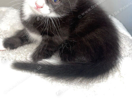 Kittens for sale